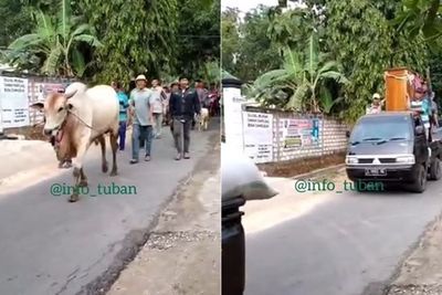 Mewah! Pria di Tuban Bawa Sapi dan Gabah 7 Mobil untuk Seserahan, Netizen Malah Khawatir
