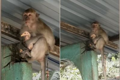 Video Monyet Nakal Sandera Ayam dan Dinaikkan ke Atas Loteng, Biar Dikasih Makan