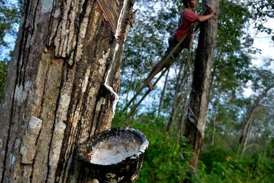 FOTO: Upah Harian Pekerja Kebun Karet di Bulukumba