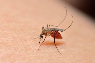 5 Tahun Lagi Indonesia Bebas DBD, Vaksin Dengue Sudah Sampai Kutai Kartanegara