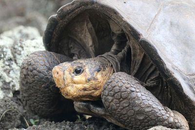 FOTO: Dianggap Punah 100 Tahun Lalu, Seekor Kura-kura Raksasa Muncul di Galapagos