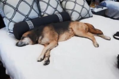 Pria Ini Pakai Unreal Engine 5 untuk Render 10 Miliar Polygon dari Anjingnya yang Tidur