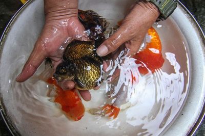 FOTO: Budidaya Ikan Mas Koki