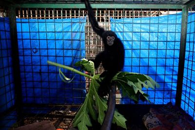FOTO: Rehabilitasi Satwa Dilindungi Serahan Warga