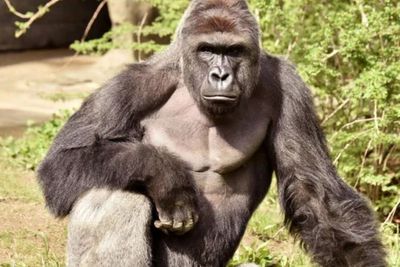 Foto Gorila Harambe yang Ditembak Mati saat Menyeret Bocah Lelaki Dilelang