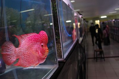 FOTO: Kompetisi Ikan Louhan