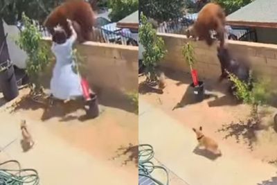 Wanita Ini Mendorong Beruang Besar dari Dinding Rumah untuk Menyelamatkan Anjingnya