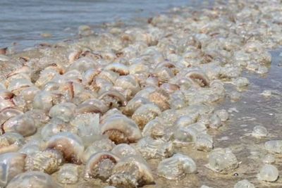 Ribuan Ubur-Ubur Terdampar di Pantai di Georgia, AS!