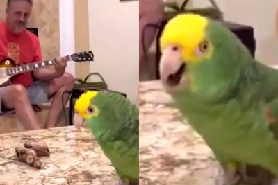 Video Burung Beo Nyanyikan Lagu The Beatles dan Gun N Roses Viral, Disebut Reinkarnasi