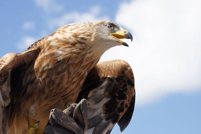 Studi Ungkapkan Burung Elang Emas Manfaatkan Turbulensi untuk Percepat Dirinya!