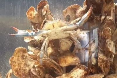 Kepiting Biru Langka Kelamin Setengah Jantan-Betina Ditemukan Pertama Kali dalam 15 Tahun