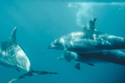 Rahasia Umur Panjang Hiu Greenland, Vertebrata Tertua di Dunia