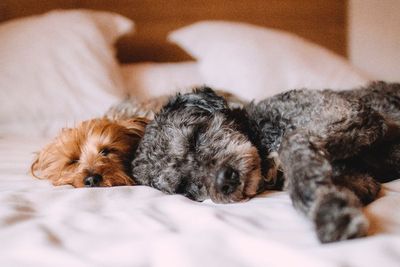 Studi Ungkapkan Anjing Miliki Sikap Interaksi yang Dibawa Sejak Lahir