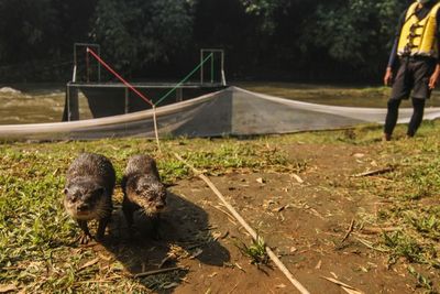 FOTO: Pelepasliaran Berang-berang di Depok