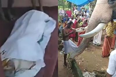 Sahabat Tercintanya Meninggal Akibat Kanker, Gajah Ini Ucapkan Perpisahan Secara Emosional