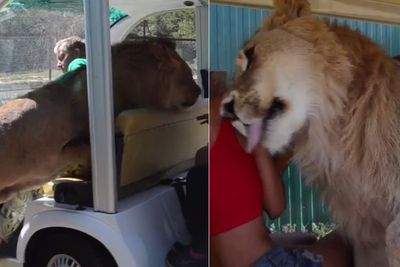 Menegangkan, Singa Ini Masuk ke Bus Taman Safari, Jilat-jilat Para Pengunjung