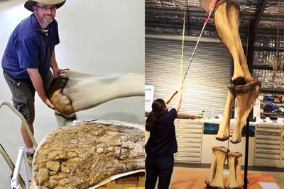 Spesies Dinosaurus Baru Ditemukan di Australia, Tingginya 5 Meter 