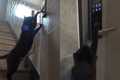 Viral Kucing Liar Ini Kunjungi Rumah Orang Asing dengan Pintar Masukkan Kode Pintu