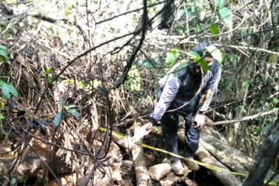 Diduga Diracuni, Polisi Selidiki Penemuan Bangkai Gajah di Mukomuko