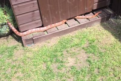 Lagi Asyik Merokok, Pria Ini Terkejut Ada Ular Raksasa di Taman Rumahnya