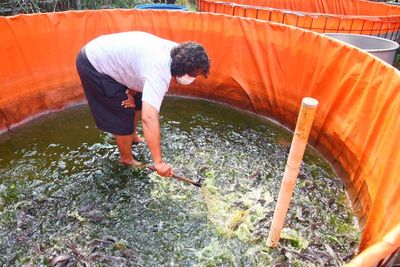 FOTO: Panen Ikan Lele di Kampung Tangguh COVID-19