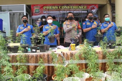 Gerebek Kebun Ganja Hidroponik di Brebes, Polisi Temukan 300 Pot Ganja