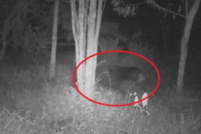 Makhluk Misterius Berbulu Lebat dan Berbau Menyengat di Sumbar Akhirnya Terungkap
