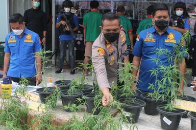 Tidak untuk Dijual, Kebun Ganja Hidroponik di Brebes Ternyata untuk Konsumsi Pribadi