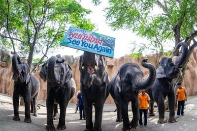 Kebun Binatang di Thailand Menjual 11 Gajah karena Tak Ada Pendapatan Selama Pandemi