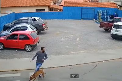 Viral Video Pria Ditabrak Anjing Sampai Terjatuh, Netizen: Anjing Itu Akan Digugat