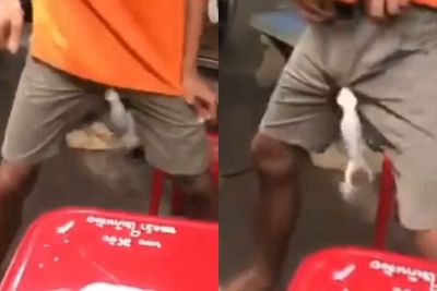 Netizen Dibuat Ngakak, Kemaluan Pria Ini Mendadak Digigit Seekor Tokek, Ini Videonya!