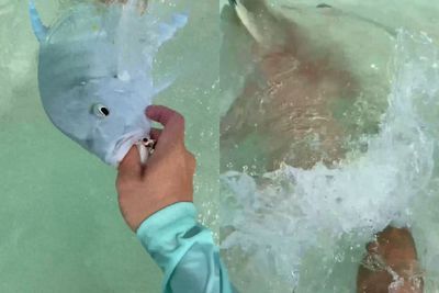 Detik-detik Nelayan Pemberani Melawan Tiga Hiu yang Mencoba Menerkamnya di Air