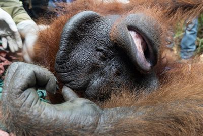 FOTO: Pelepasliaran Orangutan di Taman Nasional Gunung Palung
