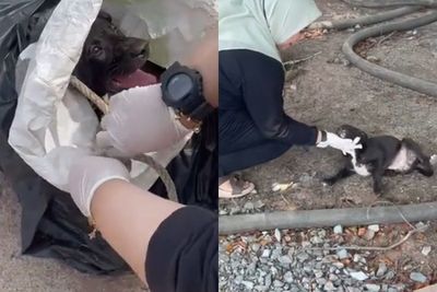 Anjing yang Diselamatkan Wanita Berhijab Kini Sehat, Tampak Sangat Bahagia saat Dikunjungi