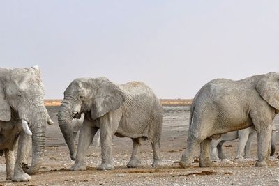 Penelitian Temukan Bagaimana Cara Gajah Makan dan Minum