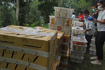FOTO: Pelepasliaran Burung Selundupan