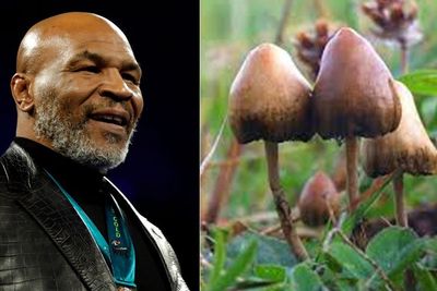 Pengakuan Mike Tyson Soal Efek Penggunaan Jamur Psilocybin, Selamatkannya dari Bunuh Diri