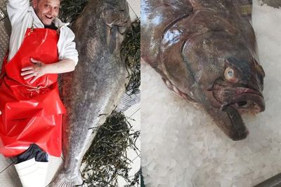 Penjual Ikan Membeli Ikan Halibut Raksasa Seberat 77 Kg, Tingginya Satu Orang Dewasa