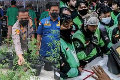 POPULER: Kebun Ganja di Brebes untuk Konsumsi Pribadi hingga McD Ditutup karena BTS Meal