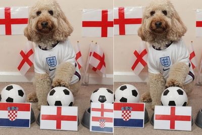 Willow Si Anjing Pintar Prediksi Inggris Kalahkan Kroasia di Laga Pembuka Grup D EURO 2020