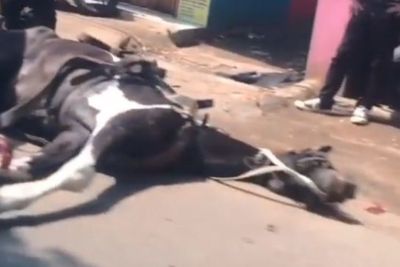 Kuda Penarik Delman Ini Ambruk di Tangerang, Diduga Kelelahan Berjalan di Cuaca Terik