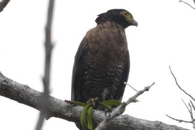 KOMIU Temukan 27 Spesies Burung Endemik Sulawesi di Alam Liar