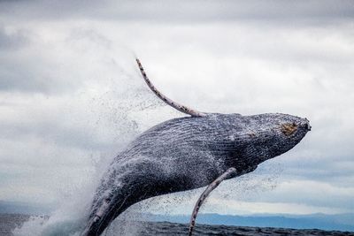 6 Fakta Menarik tentang Paus, Raksasa Laut yang Menakjubkan