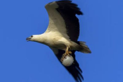 Momen Burung Elang Makan Ikan Buntal yang Diduga Bisa Mematikan