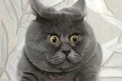 Ekspresi Terkejut Kucing Ini Membuatnya Mirip Garfield
