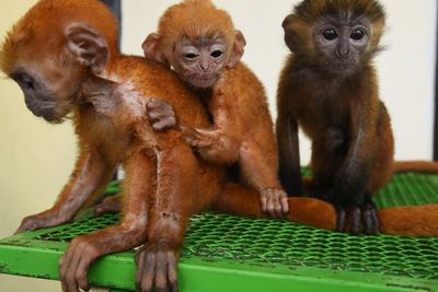 FOTO: BKSDA Banten Selamatkan Lutung Jawa