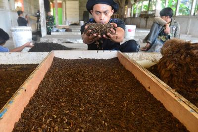 FOTO: Budi Daya Maggot Untuk Pakan Ternak