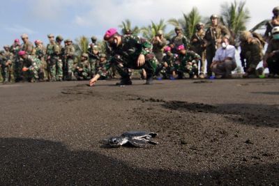 FOTO: Pelepasliaran Tukik Marinir Indonesia-Amerika