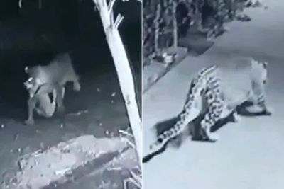 Momen Mengerikan Macan Tutul Menyerang Anjing Peliharaan yang Sedang Tidur