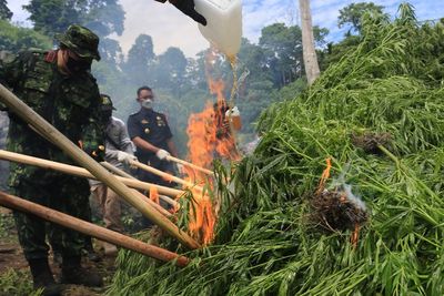 Sambut Hari Anti Narkoba, 15 Ton Ganja Siap Panen di Aceh Besar Dimusnahkan BNN